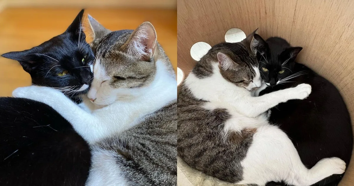 É por isso que os gatos gritam tanto quando estão acasalando