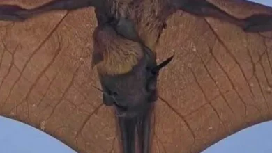 Morcegos gigantes e vírus Nipah: precisamos nos preocupar?