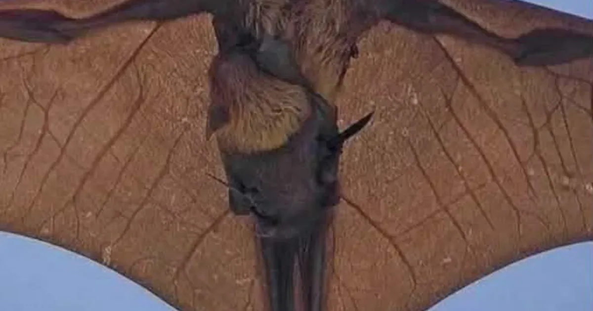 Morcegos gigantes e vírus Nipah: precisamos nos preocupar?