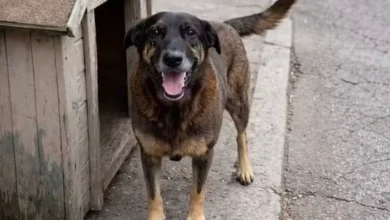 Um dos adolescentes envolvidos no caso do cão Orelha se manifesta pela primeira vez