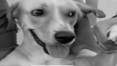 Homem é preso por tirar a vida de cachorro por motivo absurdo