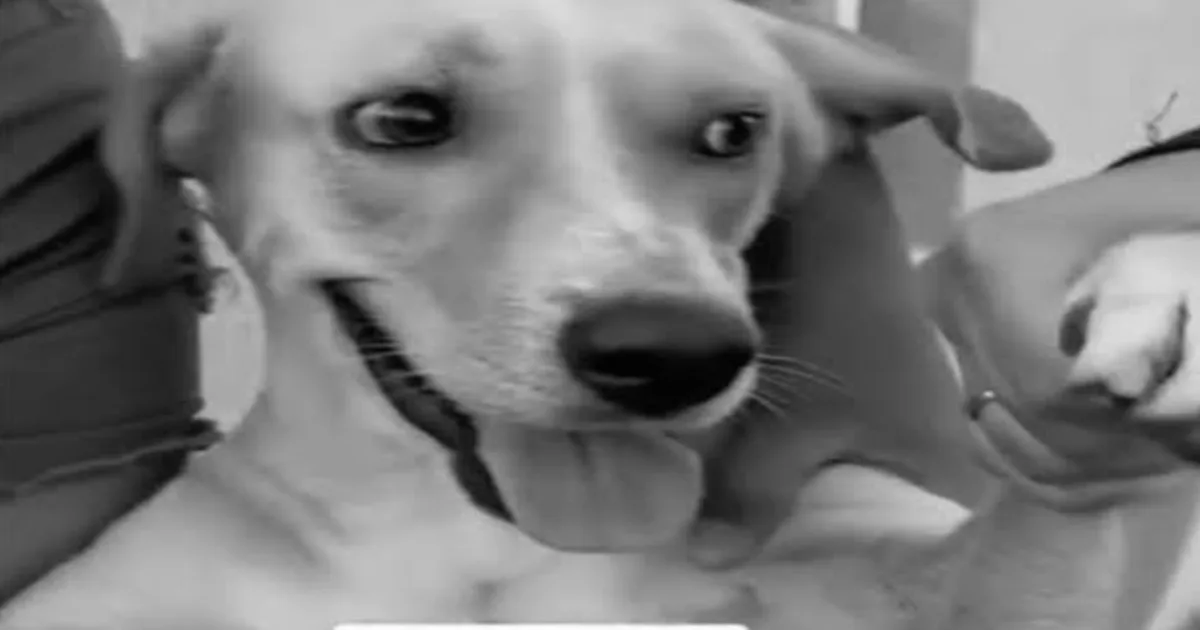 Homem é preso por tirar a vida de cachorro por motivo absurdo