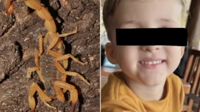 Morre Bernardo de Lima Mendes, de 3 anos, em Conchal