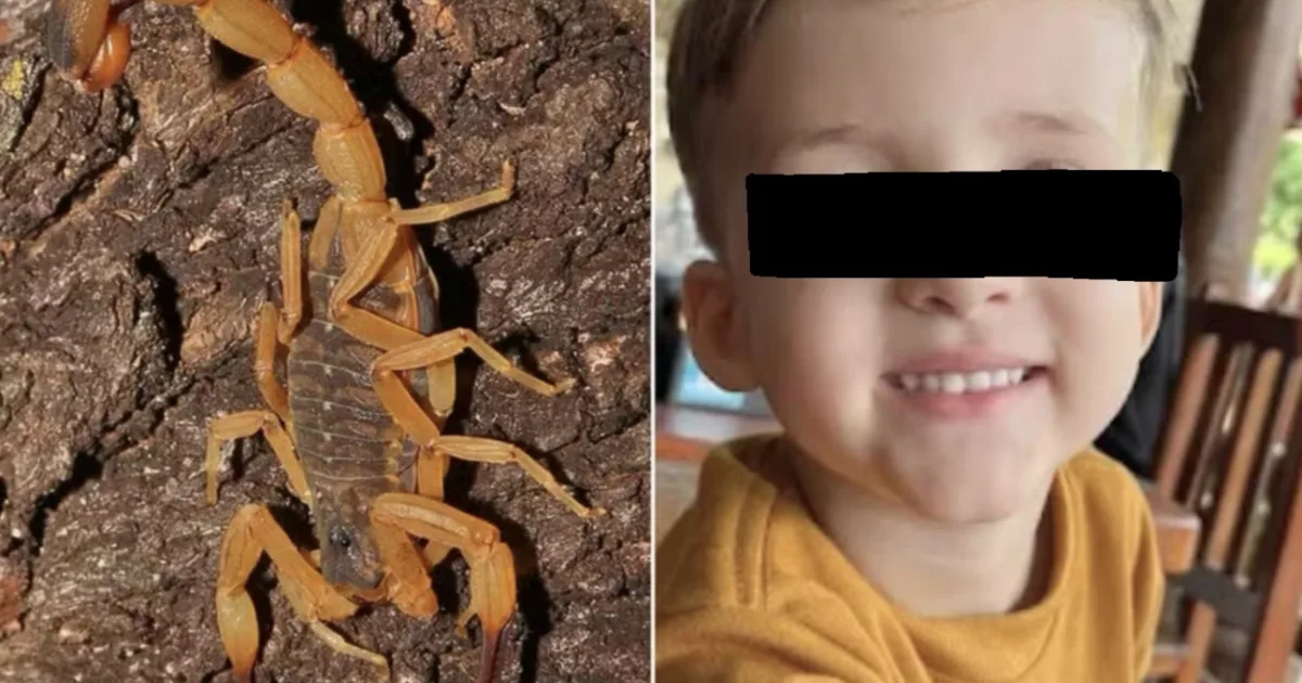 Morre Bernardo de Lima Mendes, de 3 anos, em Conchal