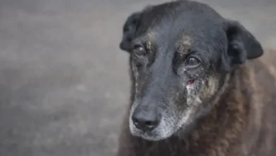 Um dos envolvidos na morte do cachorro Orelha morreu em Santa Catarina
