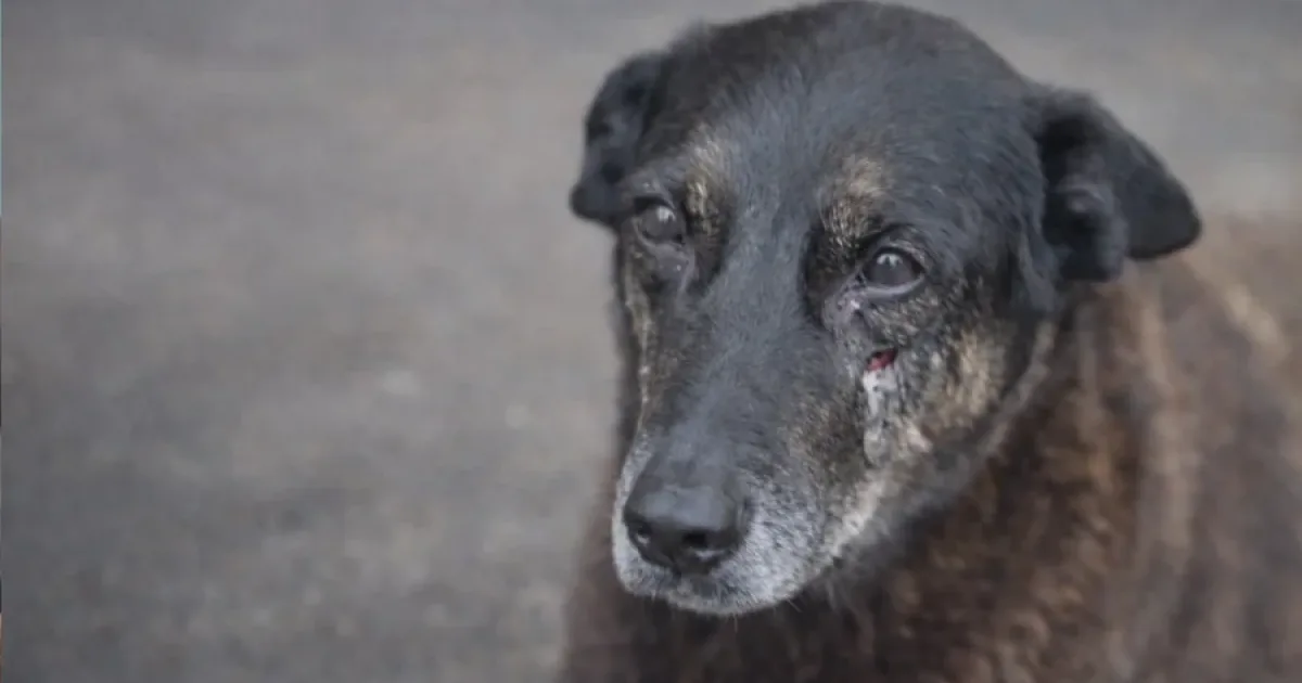 Um dos envolvidos na morte do cachorro Orelha morreu em Santa Catarina