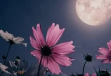 Lua Cheia das Flores ilumina o céu nesta sexta-feira