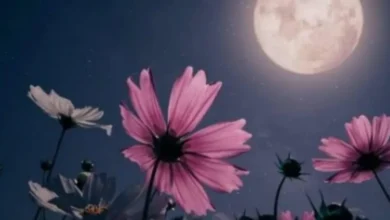 Lua Cheia das Flores ilumina o céu nesta sexta-feira