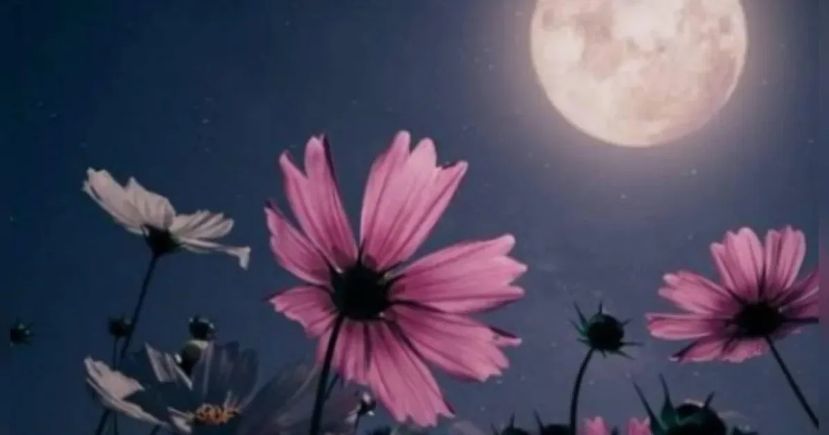 Lua Cheia das Flores ilumina o céu nesta sexta-feira