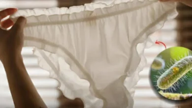 Abelhas nas roupas do varal: o motivo surpreendente que poucos conhecem