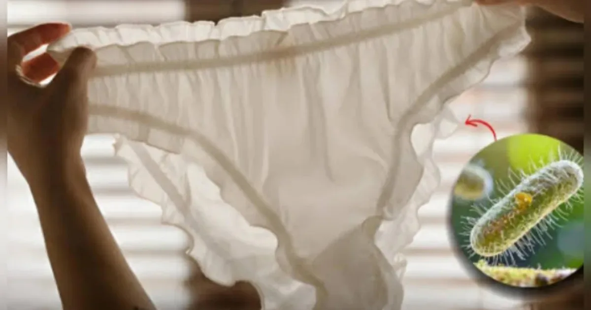 Abelhas nas roupas do varal: o motivo surpreendente que poucos conhecem