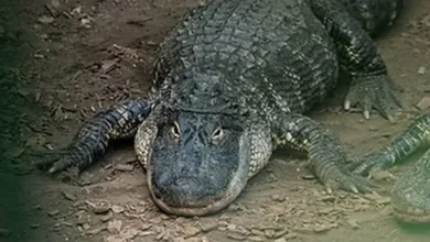 Caso em zoológico britânico gera investigação e levanta debate em áreas de visitação