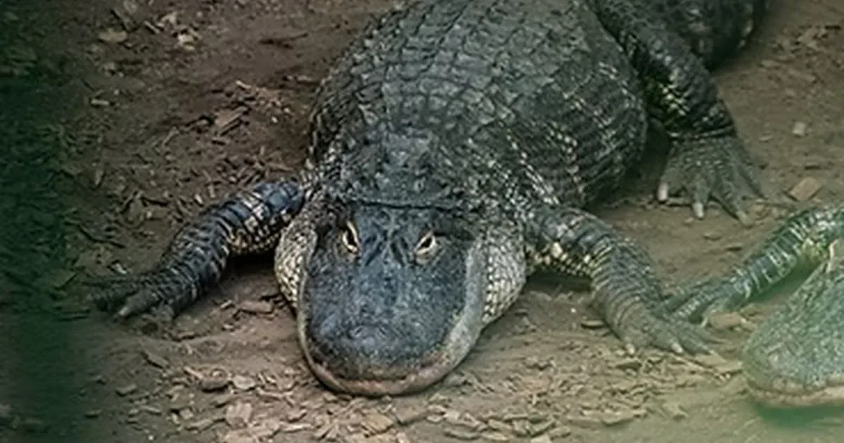 Caso em zoológico britânico gera investigação e levanta debate em áreas de visitação