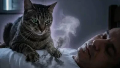 Compartilhar a cama com cães e gatos exige atenção