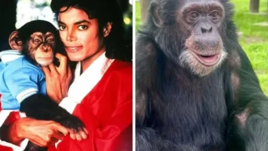 De astro a líder do bando: como vive Bubbles, o chimpanzé de Michael Jackson, visto de perto por brasileiro