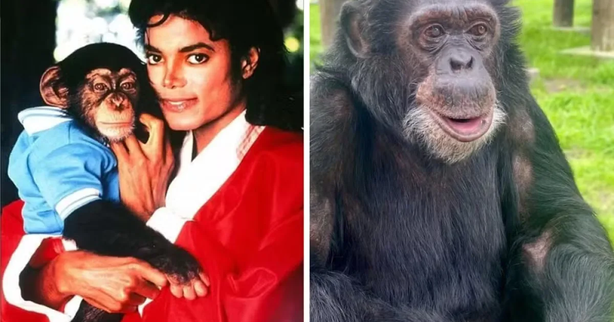 De astro a líder do bando: como vive Bubbles, o chimpanzé de Michael Jackson, visto de perto por brasileiro