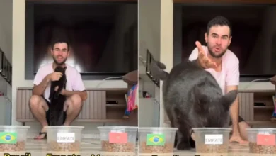 Gato que se tornou sensação nas redes sociais prevê resultado do jogo do Brasil
