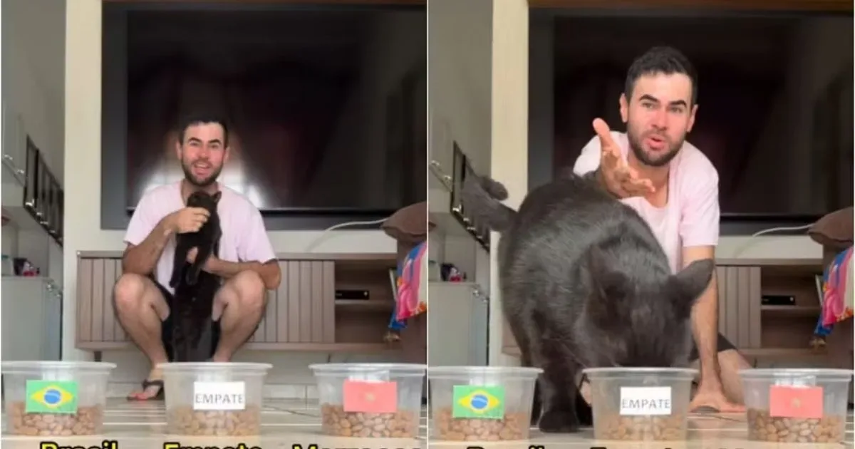 Gato que se tornou sensação nas redes sociais prevê resultado do jogo do Brasil