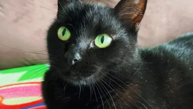 Gato vidente acerta resultado do jogo Brasil x Japão
