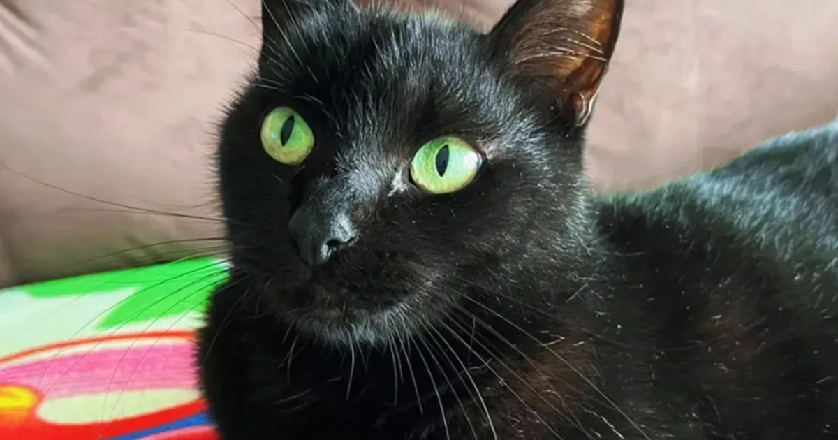 Gato vidente acerta resultado do jogo Brasil x Japão