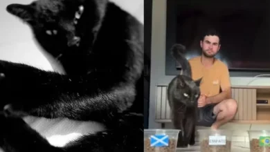 Gato vidente aposta qual o placar do jogo entre Brasil e Escócia