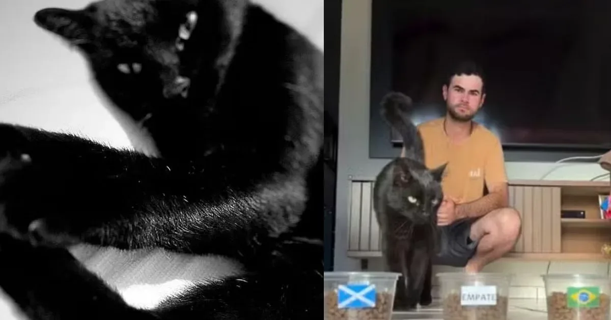 Gato vidente aposta qual o placar do jogo entre Brasil e Escócia