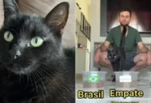Gato vidente faz nova previsão após acertar placar de Brasil contra Marrocos