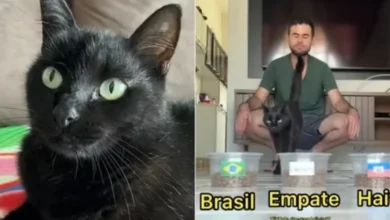 Gato vidente faz nova previsão após acertar placar de Brasil contra Marrocos