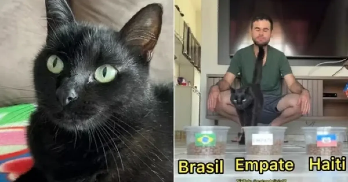 Gato vidente faz nova previsão após acertar placar de Brasil contra Marrocos