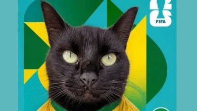 Gato vidente faz nova previsão do jogo do Brasil contra o Japão