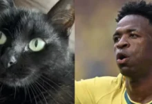Gato vidente faz nova previsão para Brasil x Japão