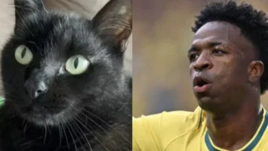 Gato vidente faz nova previsão para Brasil x Japão
