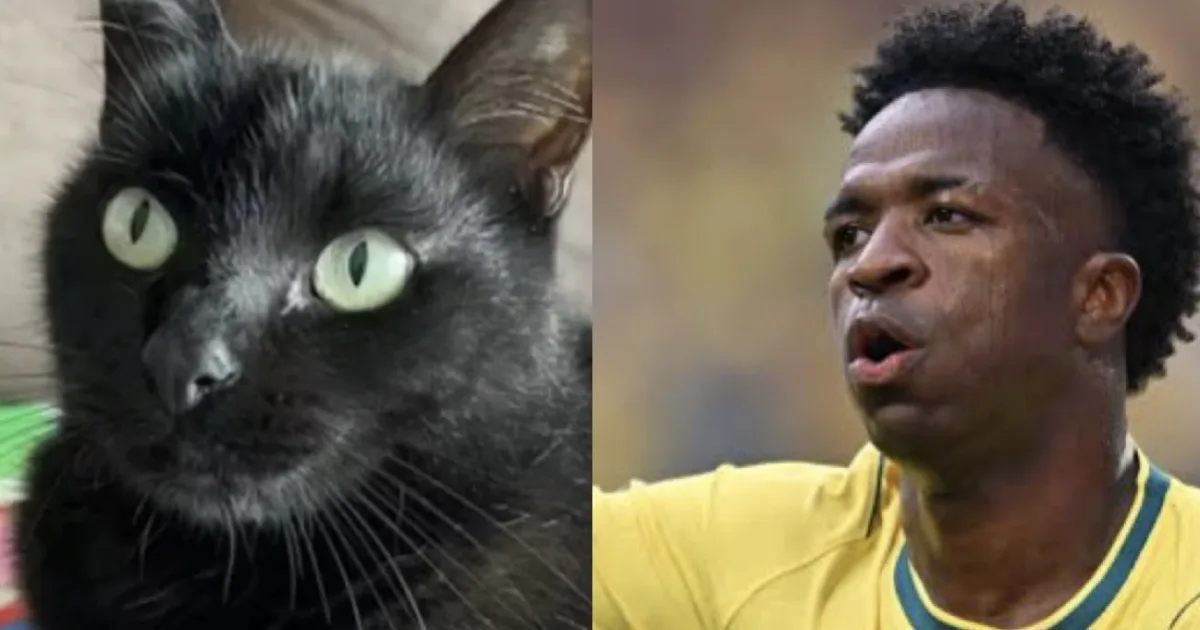 Gato vidente faz nova previsão para Brasil x Japão