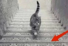 Imagem intrigante de gato em escada gera debate e confunde internautas
