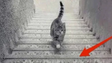 Imagem intrigante de gato em escada gera debate e confunde internautas