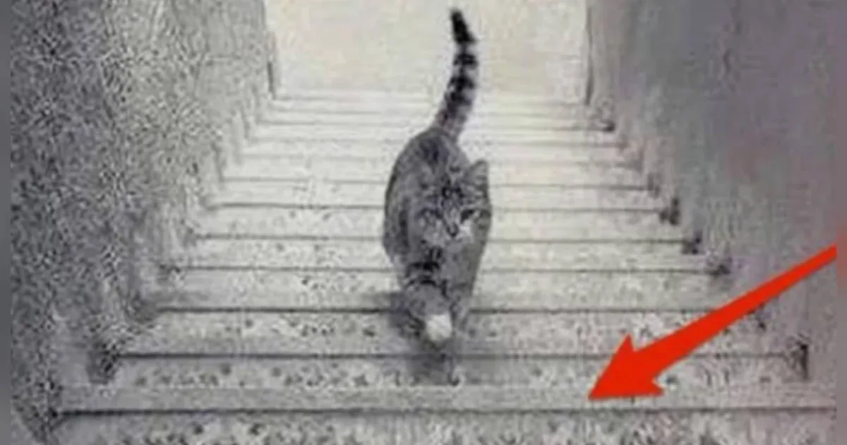 Imagem intrigante de gato em escada gera debate e confunde internautas