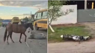Motociclista falece ao bater de frente com cavalo solto em rodovia