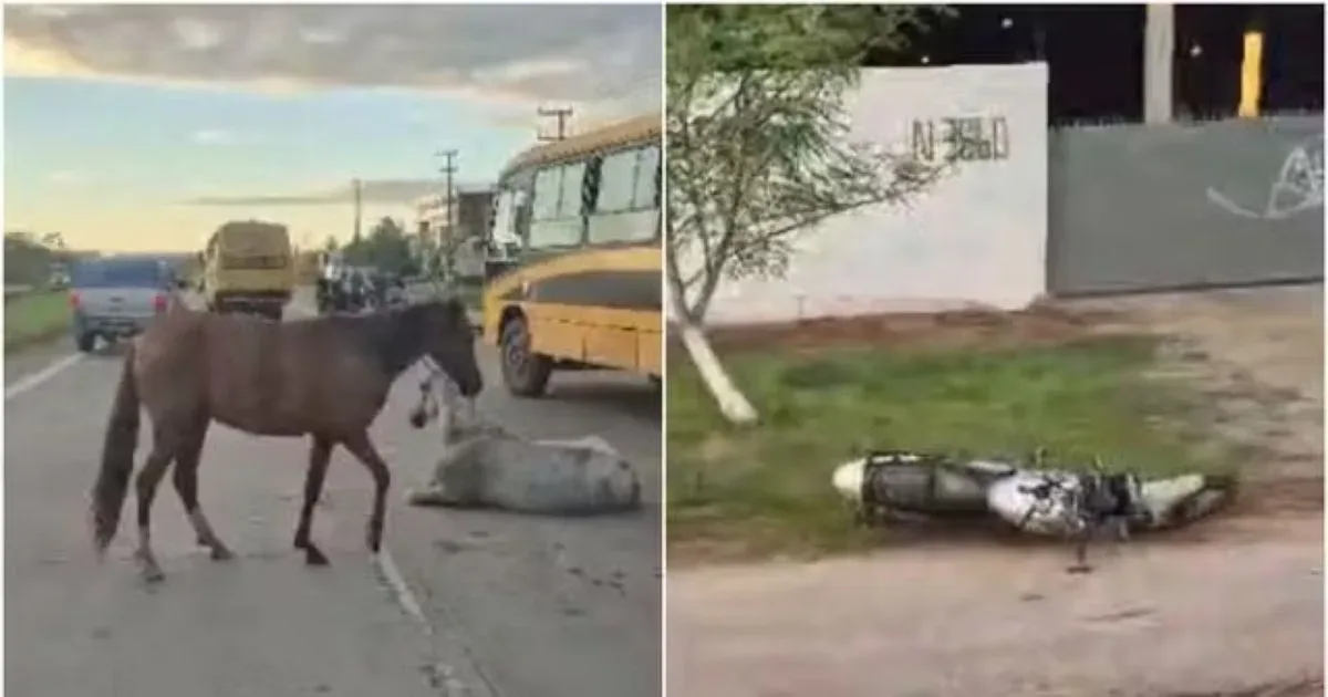 Motociclista falece ao bater de frente com cavalo solto em rodovia