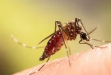 Por que algumas pessoas atraem mais mosquitos do que outras?