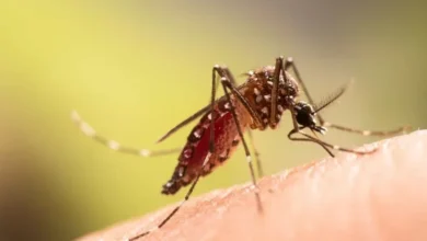Por que algumas pessoas atraem mais mosquitos do que outras?