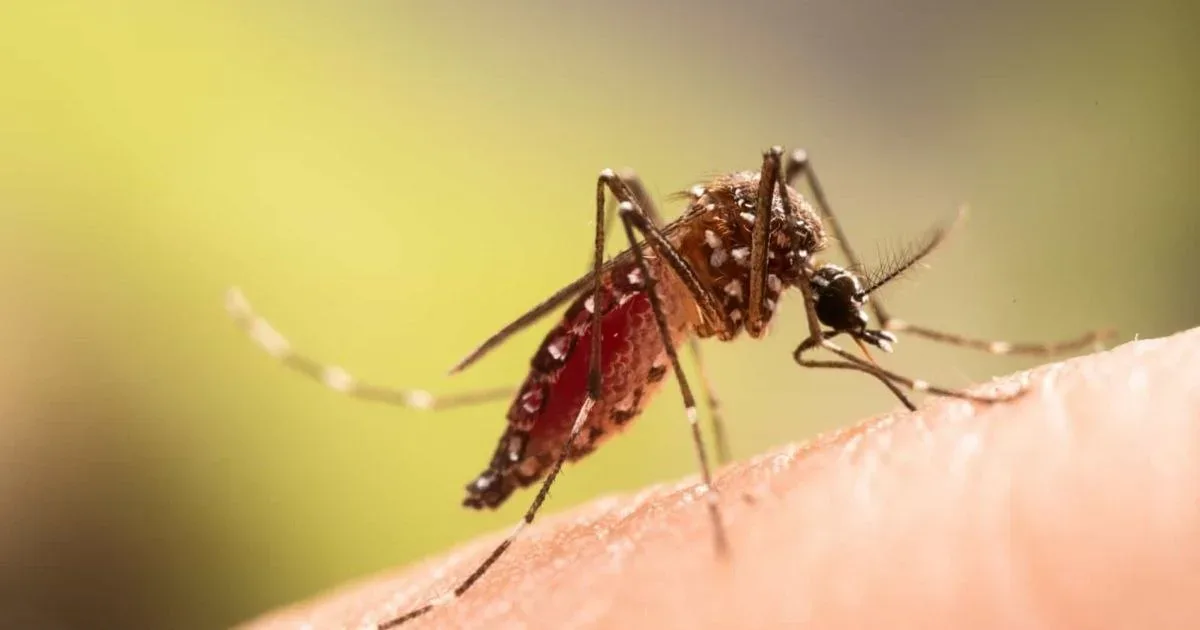 Por que algumas pessoas atraem mais mosquitos do que outras?