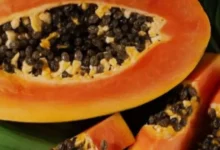 Sementes de mamão ganham destaque por seus benefícios naturais
