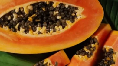 Sementes de mamão ganham destaque por seus benefícios naturais