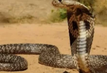 Sua casa pode estar convidando cobras sem que você perceba
