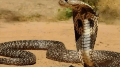 Sua casa pode estar convidando cobras sem que você perceba