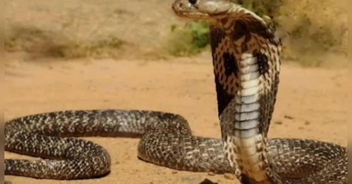 Sua casa pode estar convidando cobras sem que você perceba