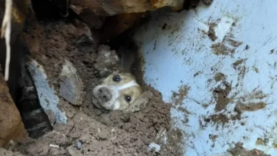 Cão é resgatado com vida após passar 20 horas sob escombros em SC; temporais castigam o Sul do Brasil