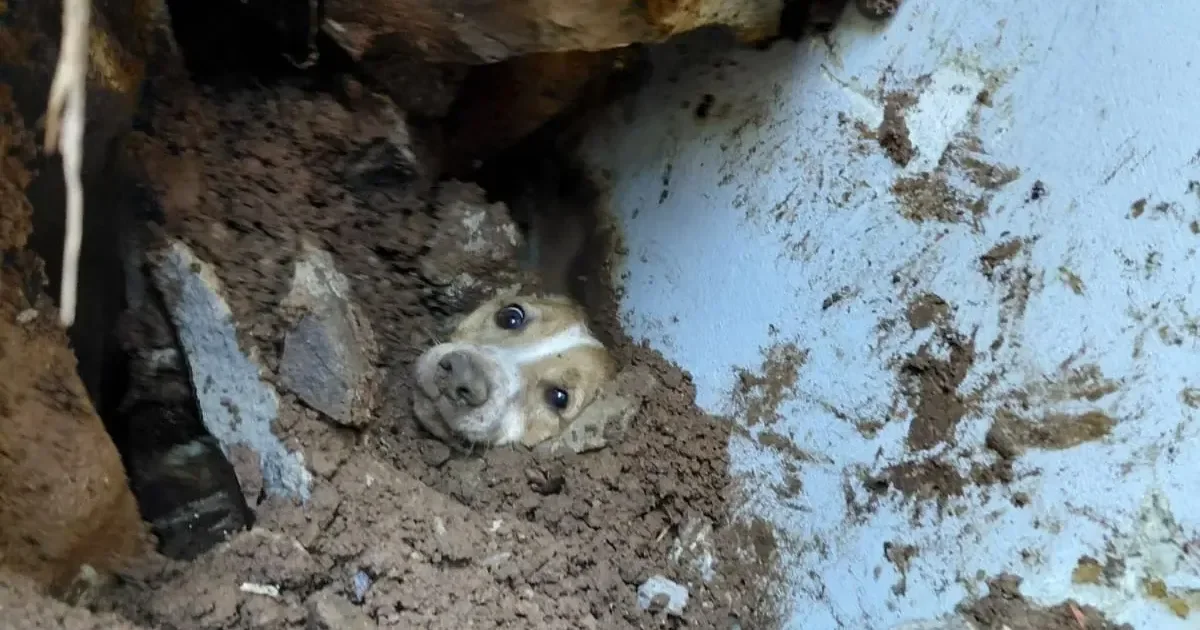 Cão é resgatado com vida após passar 20 horas sob escombros em SC; temporais castigam o Sul do Brasil