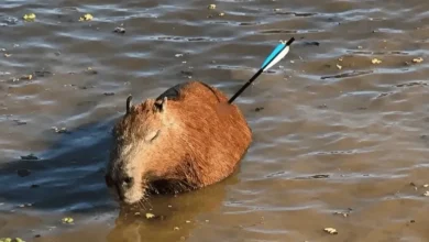 Caso da capivara atingida por uma flecha tem o mais triste desfecho