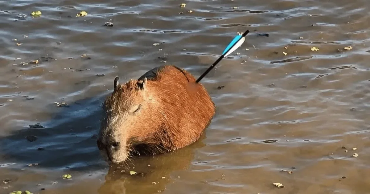 Caso da capivara atingida por uma flecha tem o mais triste desfecho
